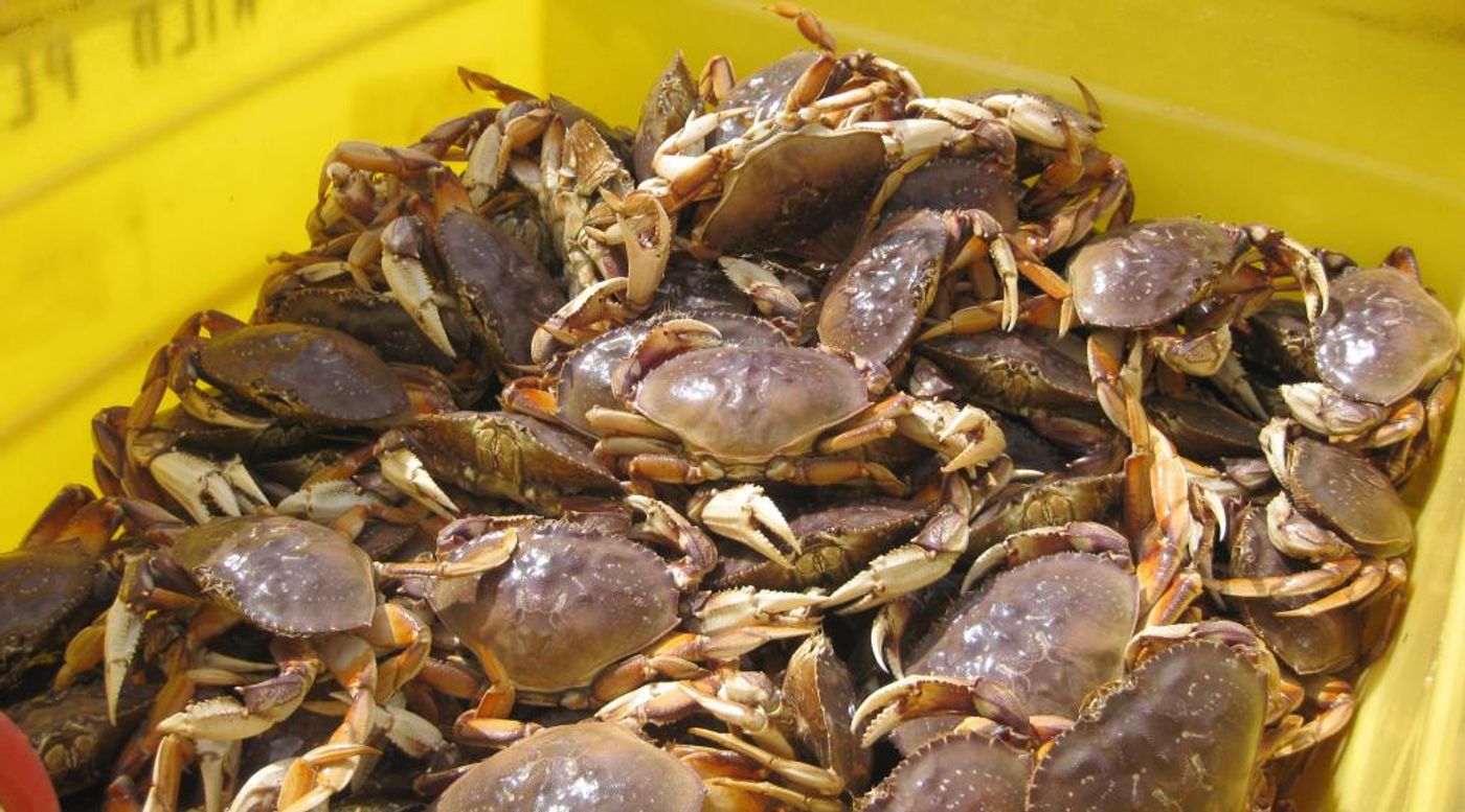 Dungeness crabs are a lucrative industry on the West Coast. Photo: CDFW News - WordPress.com