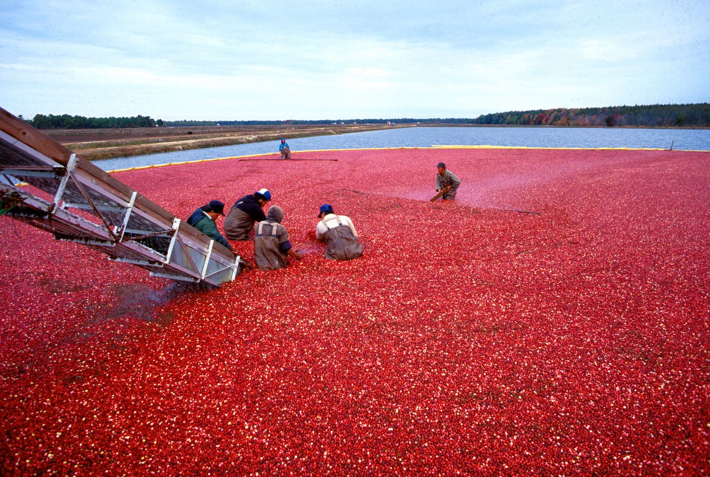 Cranberry harvest in New Jersey