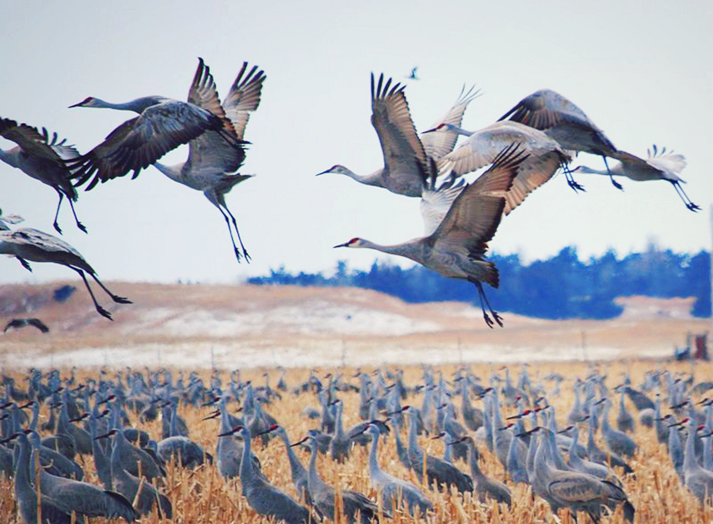 Sandhill Cranes, credit: John Roosevelt Boettiger