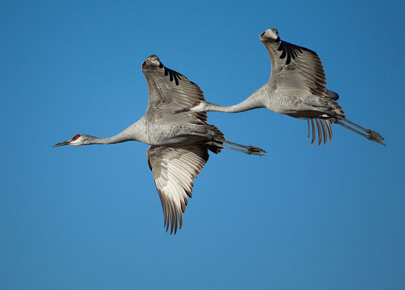 Sandhill Cranes, credit: Wikimedia Commons, Manjith Kainickara