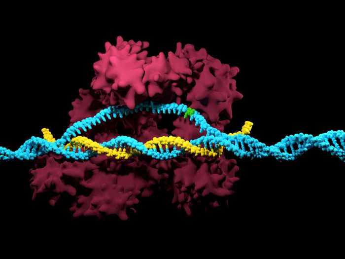 A single nucleotide variation is indicated here in green within the DNA code (in blue) and next to the CRISPR/Cas9 system. / Credit: iStock/Meletios Verras