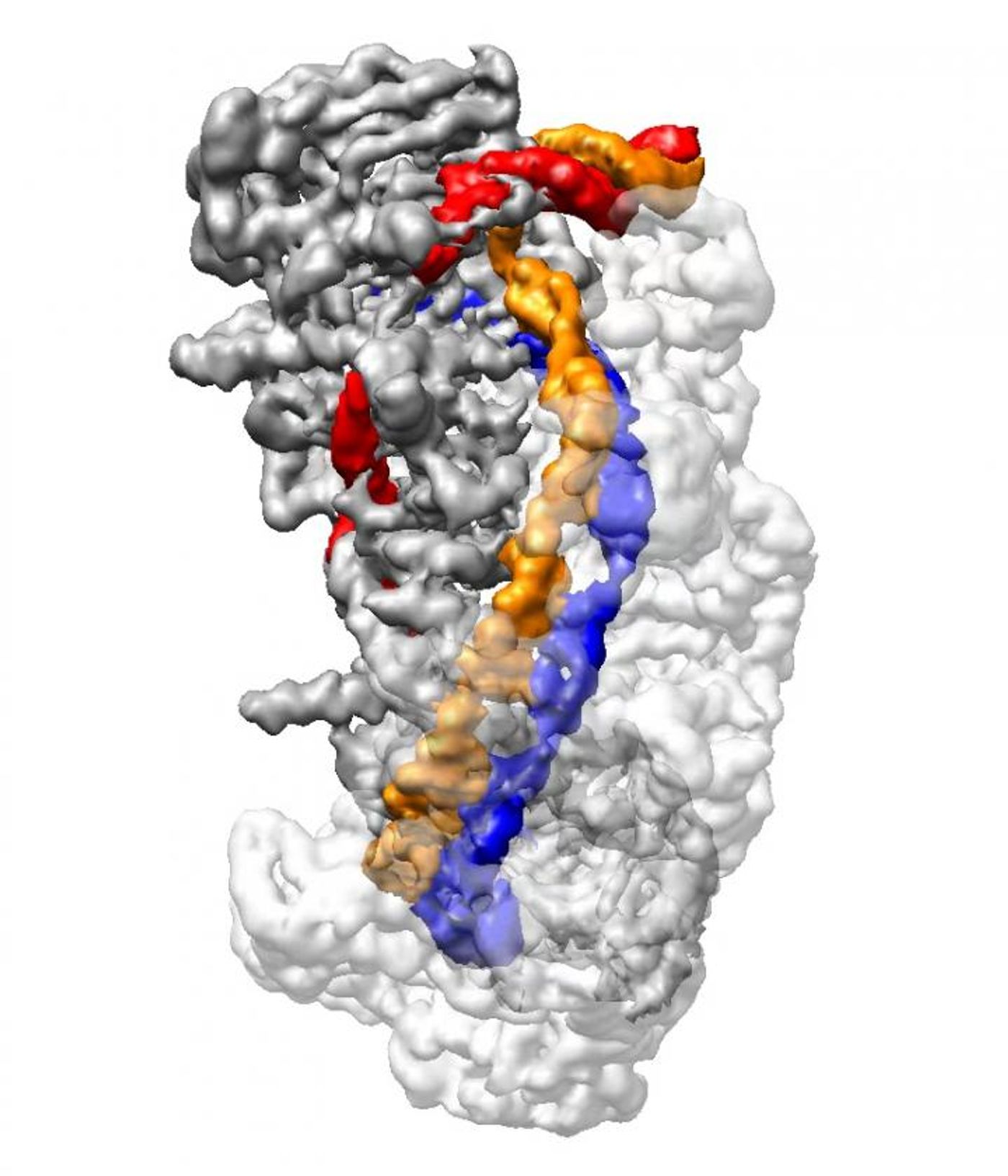 This is an cryo-electron microscope image of CRISPR in a full 'R-loop' conformation. DNA (orange and red) is unwound and compared to CRISPR RNA (blue), to determine if the target DNA should be cut by the Cas3 enzyme. / Credit: Liao lab/Harvard Medical School