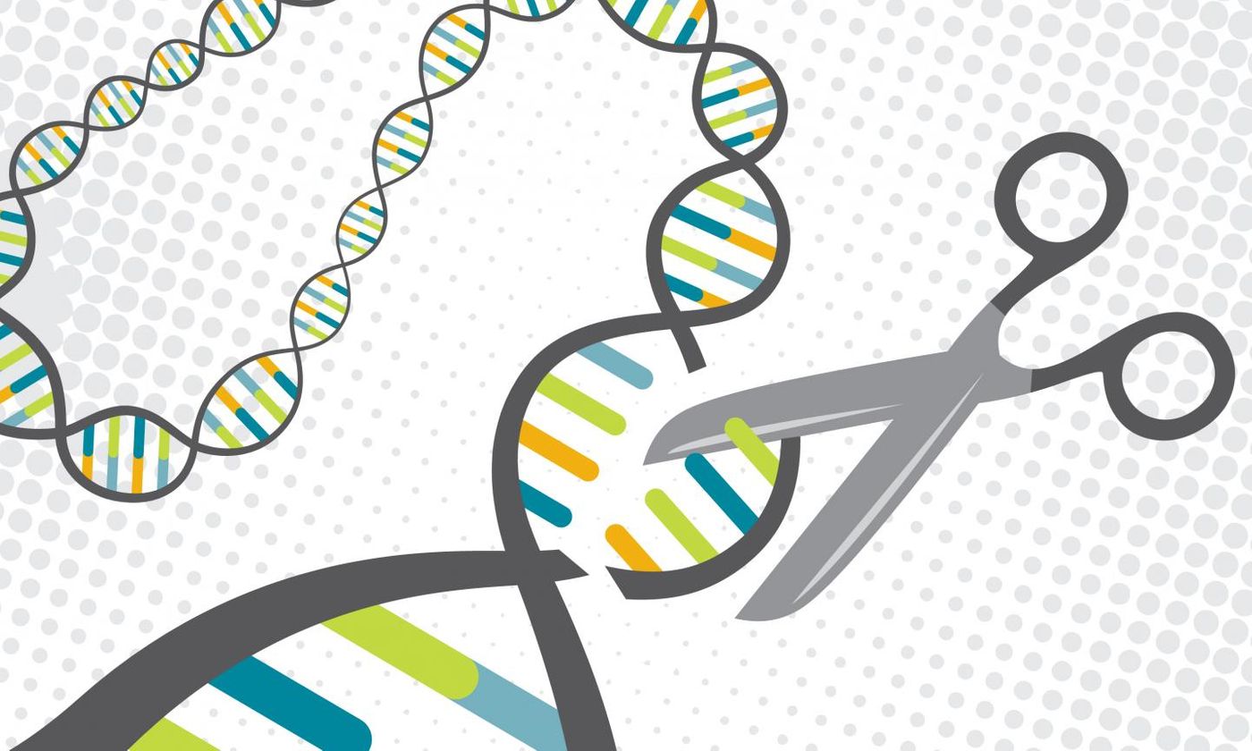 A CRISPR protein targets specific sections of DNA and cuts them. Scientists have turned this natural defense mechanism in bacteria into a tool for gene editing. / Credit: Jenna Luecke and David Steadman/Univ. of Texas at Austin