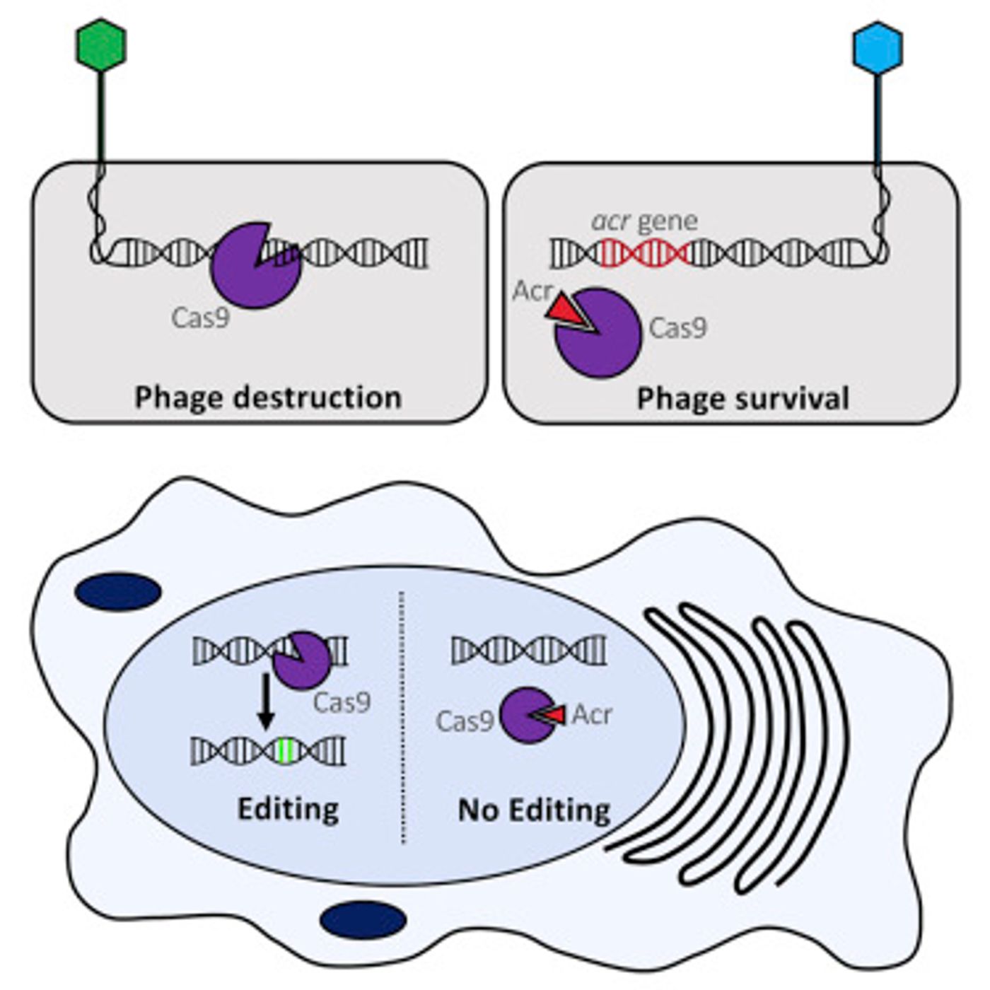 Pawluk et al Cell 2016