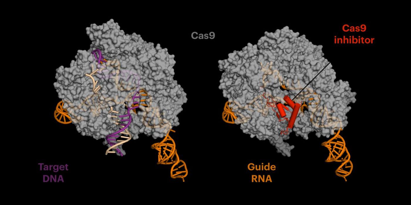 The anti-CRISPR protein (red on right) mimics DNA, binding in the site where the cutting enzyme Cas9 typically grips the target DNA (left) before it cuts. But the anti-CRISPR protein doesn't let go, essentially killing Cas9's gene editing ability. / Credit: Fuguo Jiang, UC Berkeley