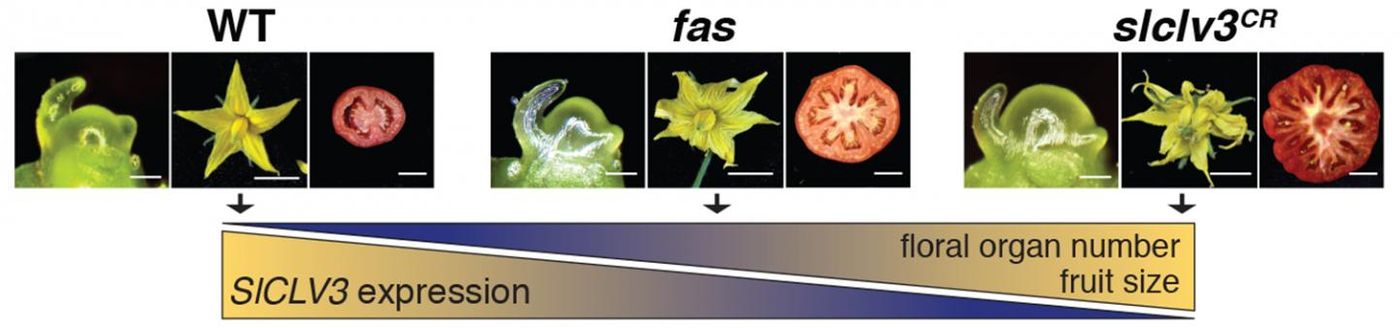 CRISPR created various mutations the SICLV3 promoter, changing the number of floral organs and locules in tomato, over a wide range, like a dimmer switch. / Credit: Lippman lab, CSHL