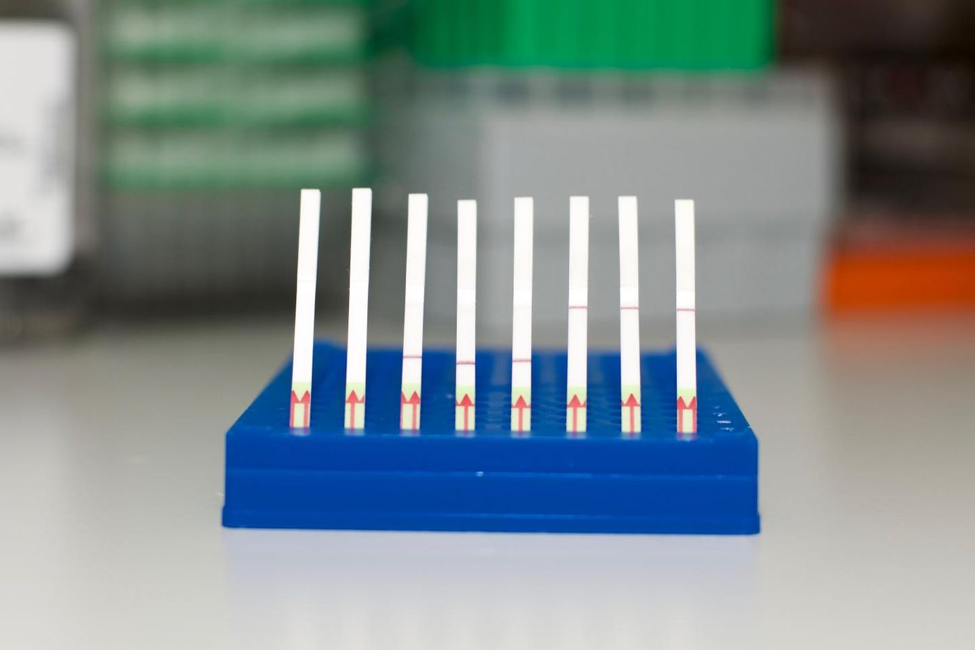 This is a collection of SHERLOCK paper test strips. (Left) Unused paper strips. (Middle) Paper tests displaying a negative SHERLOCK readout. (Right) Paper tests displaying a positive SHERLOCK readout.  / Credit: Zhang lab, Broad Institute of MIT and Harvard