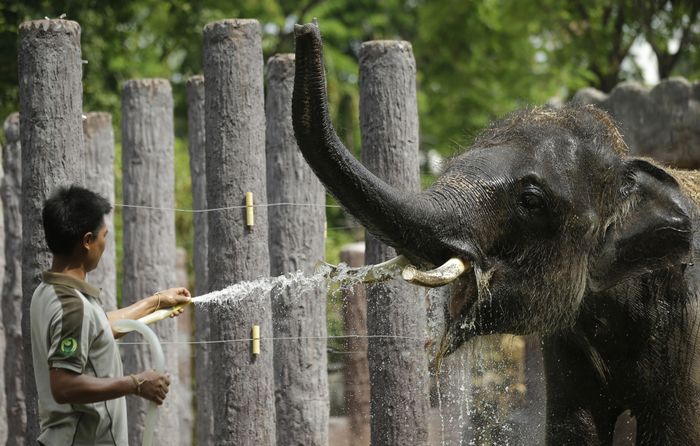 Record heat last year in Southeast Asia threatened animals and humans alike. Photo: Chicago Tribune