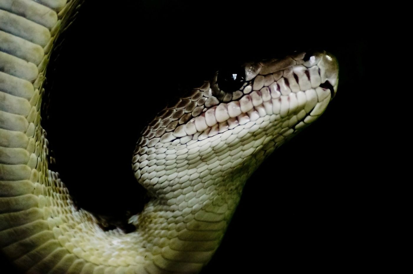 Cuban boas apparently exhibit a form of sophisticated coordinated hunting, despite being incredibly unsocial.