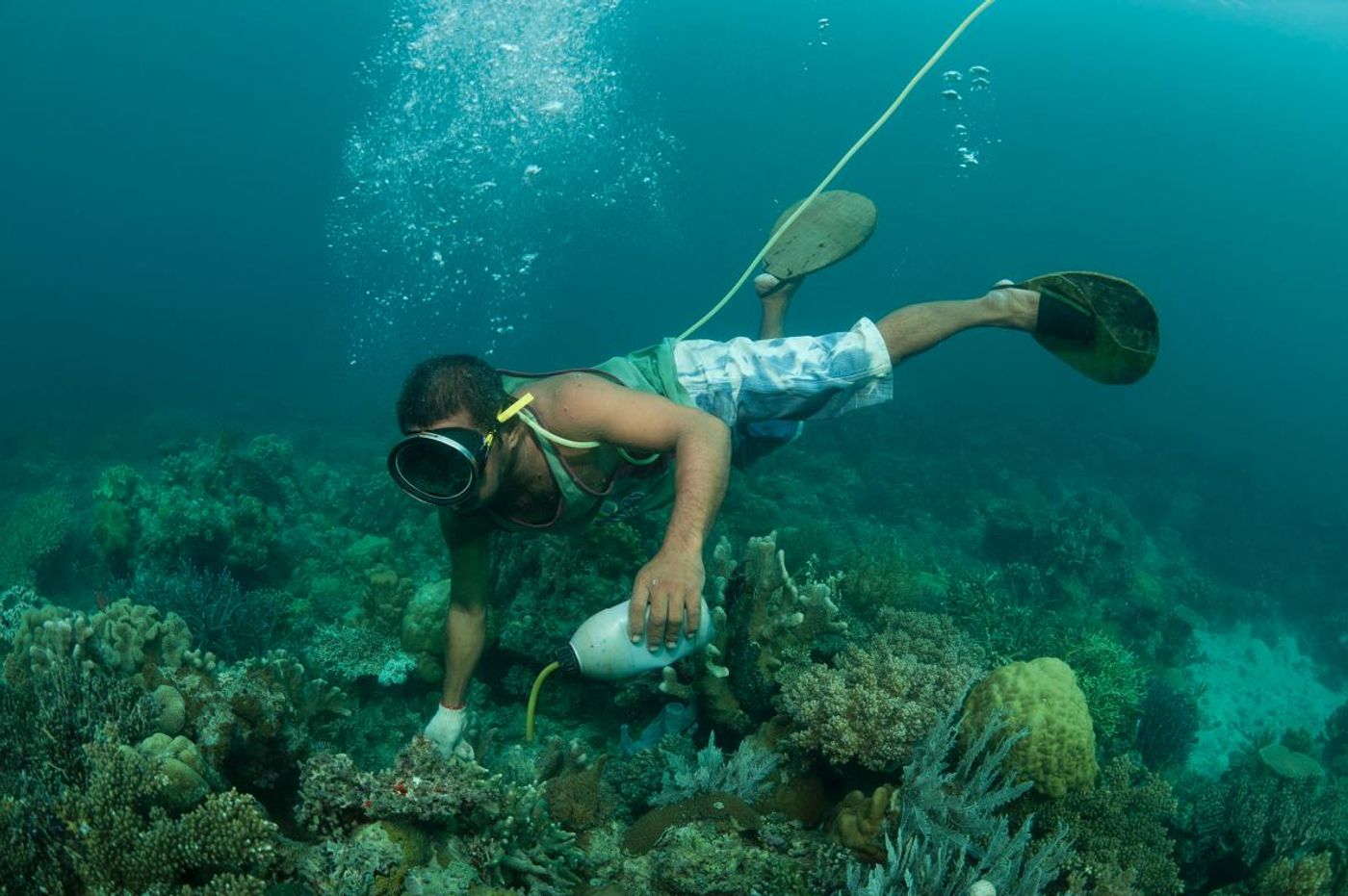 A fisherman illegally applies cyanide to a coral reef crevice off the island of Palawan, in the Philippines. 