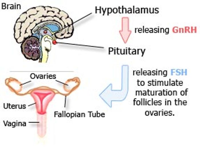 The gonadotropin-releasing hormone (GnRH) stimulates the release of hormones that promote formation of gametes and production of sexual steroids.