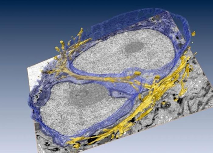 The 3-D architecture of cytofilament bundles (in gold) tunneling through a cell's nucleus. The nuclear membrane is shown / Credit: Manfred Auer/Berkeley Lab