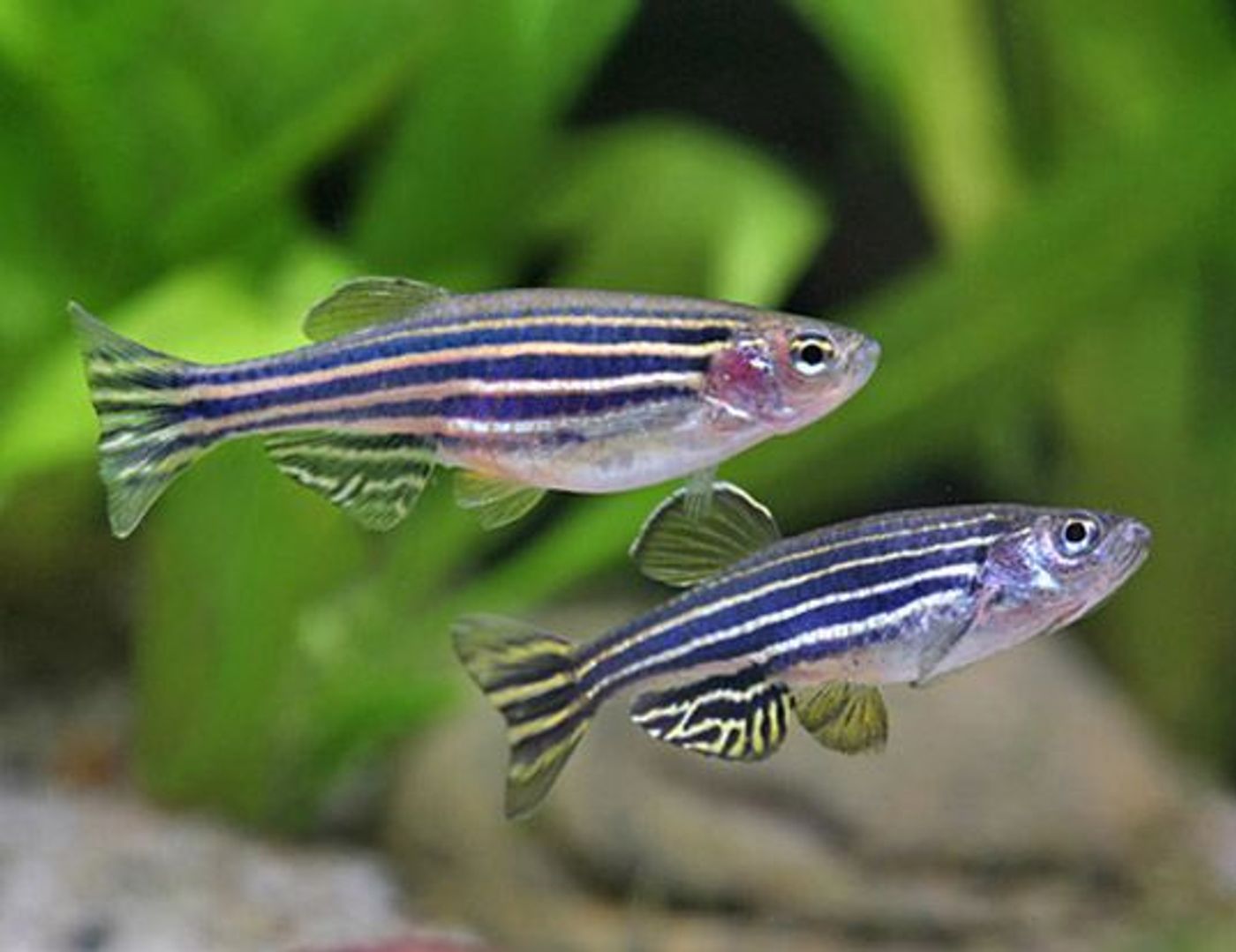 Researchers used zebra fish to learn more about MDR efflux pumps. Photo: World Life Expectancy