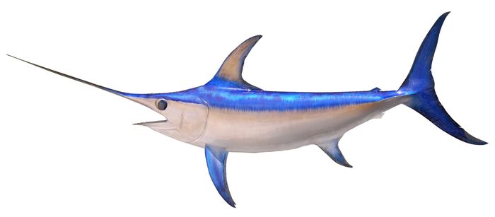 What makes swordfish such fast swimmers? Researchers think they've found the answer.