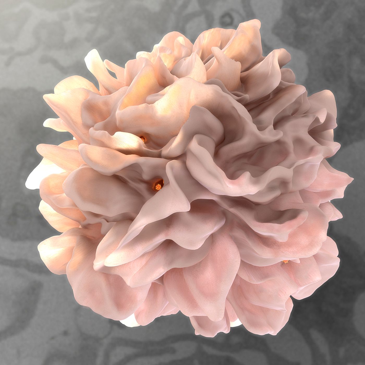 High-Resolution Electron Microscopy Image of a Dendritic Cell. Image credit: Donald Bliss, National Library of Medicine