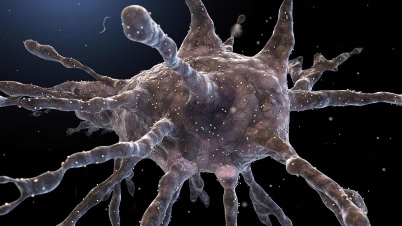 A dendritic cell