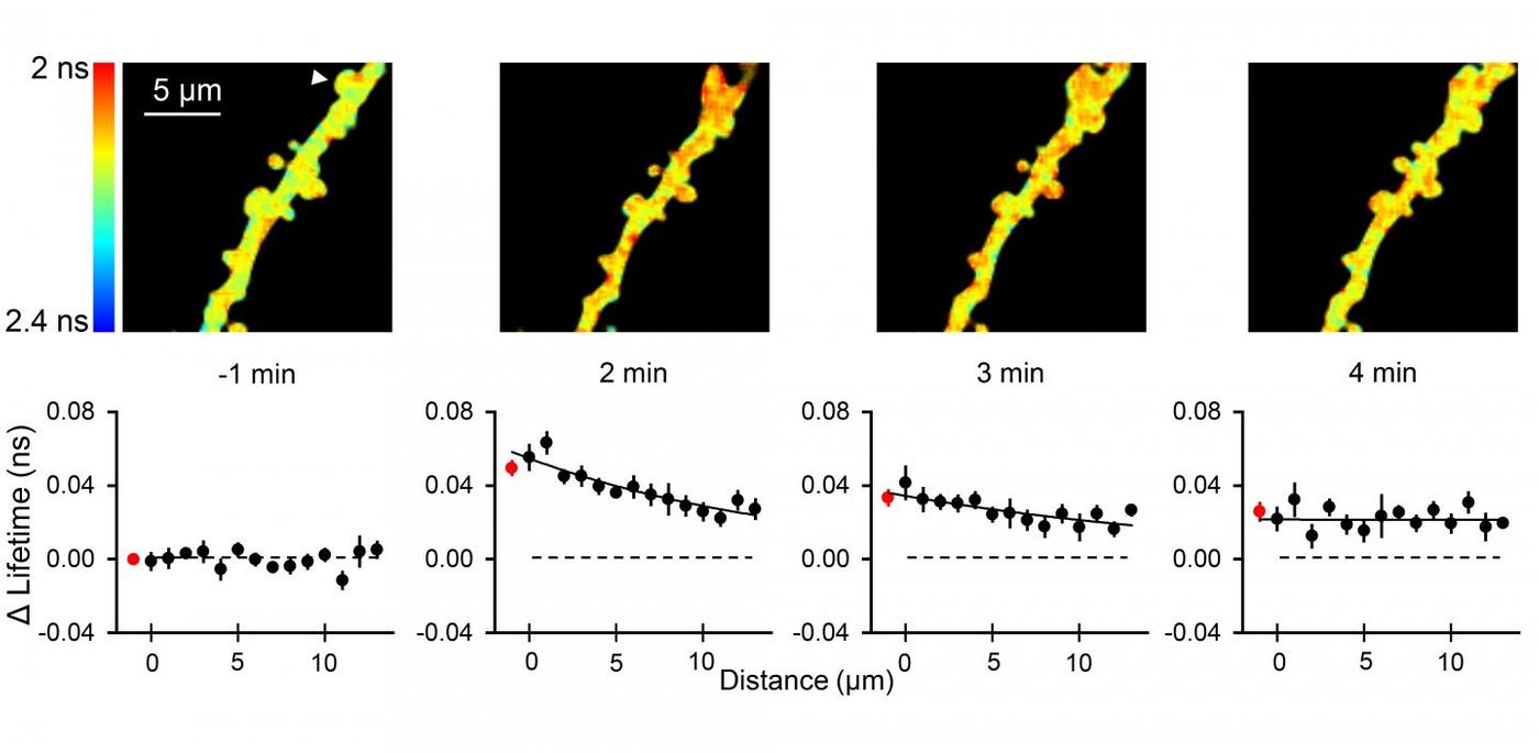 Top: Fluorescence lifetime images of AKARet-cyto in a secondary dendrite of a CA1 pyramidal neuron during sLTP. Bottom: PKA activation along the dendrite at various distances from the stimulated spine. / Credit: Max Planck Florida Institute for Neuroscience