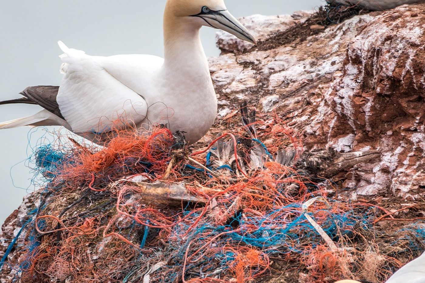 Concerns over litter in the ocean are constantly growing; but this group of divers took action! Photo: Pixabay