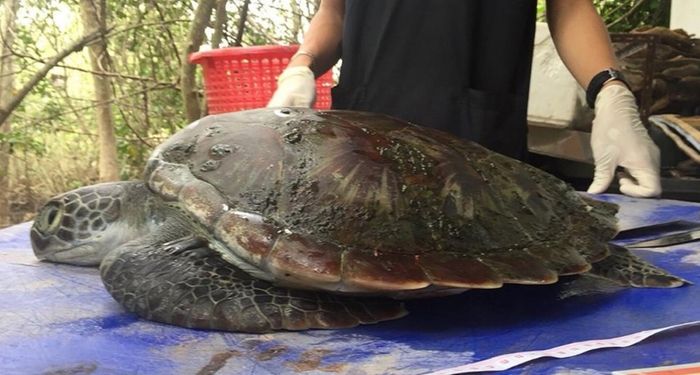 This poor sea turtle didn't survive after ingesting too much plastic trash.