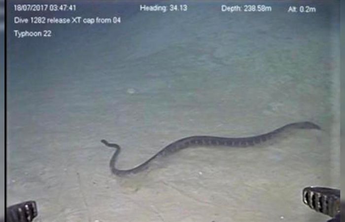 Footage of the deep-diving sea snakes provided clues into their behavior.