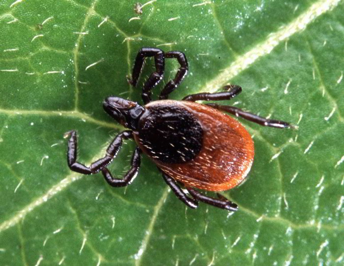 Ixodes ticks transmit the Lyme disease bacterium, Borrelia.