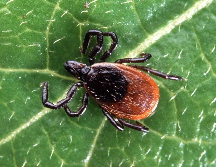 Lyme disease where's the vaccine? Microbiology