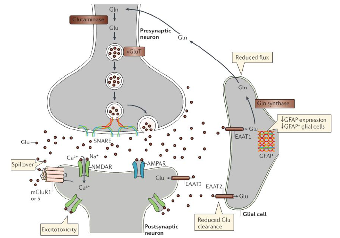 Glutamate and depression