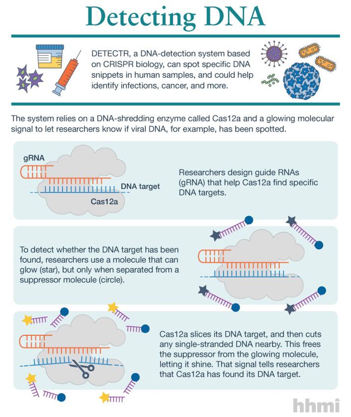 DETECTR, a DNA-detection system based on CRISPR biology, can spot specific DNA snippets in human samples, and could help identify infections, cancer, and more.  / Credit:  HHMI