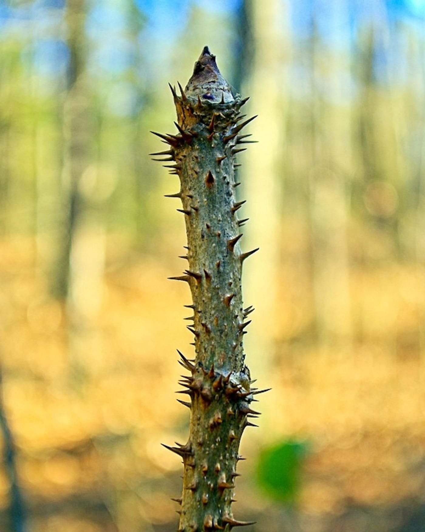 Devil's walking stick / Credit: Pixabay