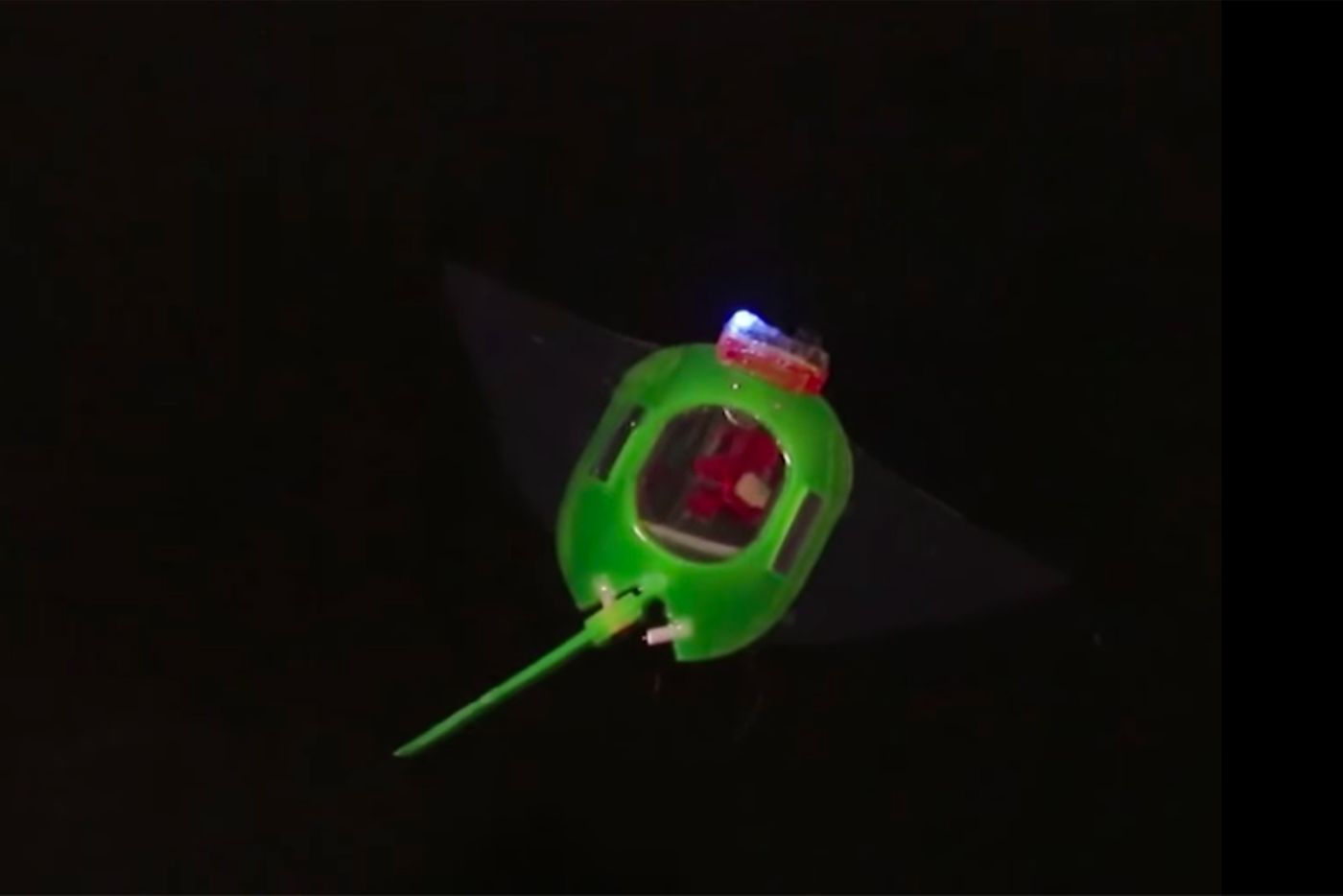 A birds-eye view of the silicone-bodied manta ray-like robot.