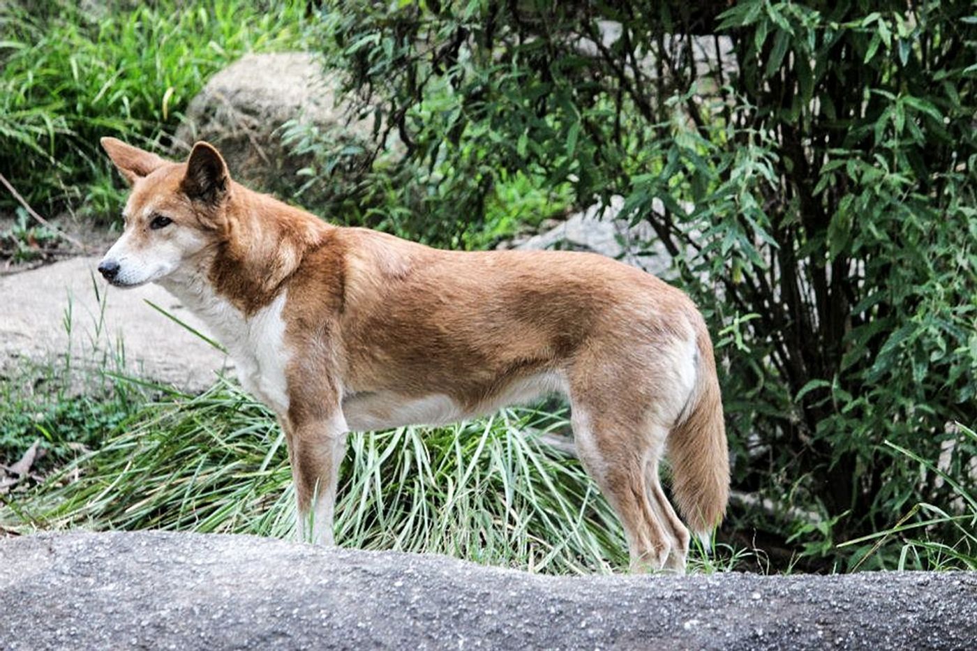 australian animals dingo