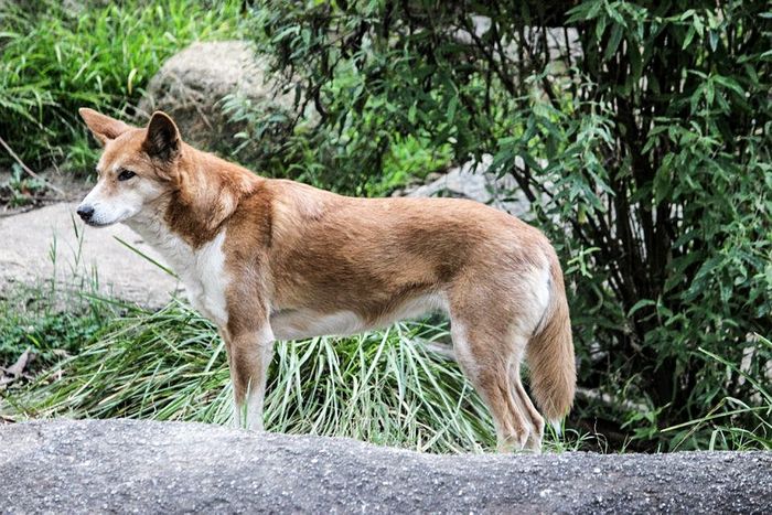 Should Australia Recognize The Dingo As A Distinct Species Plants And Animals