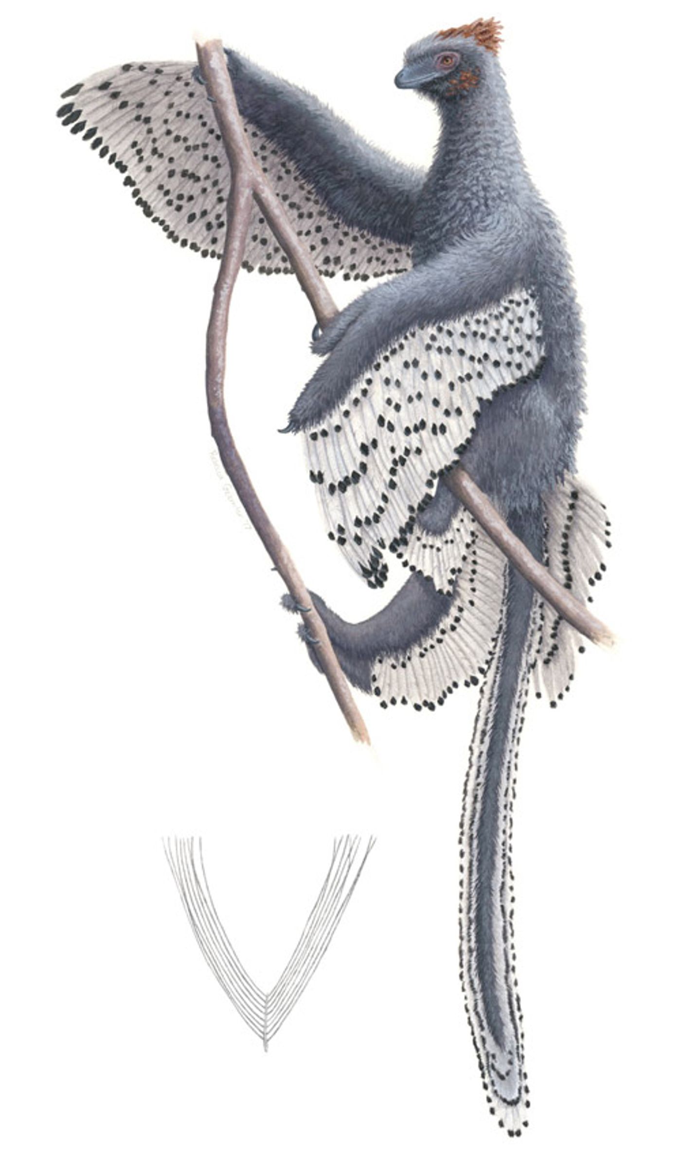 An artist's rendition of Anchiornis.