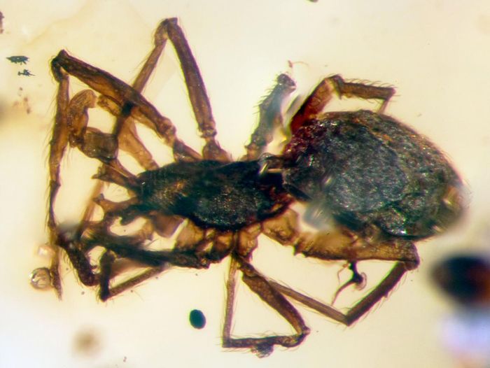 This is a 99-million-year-old spider that was preserved in a hunk of amber.