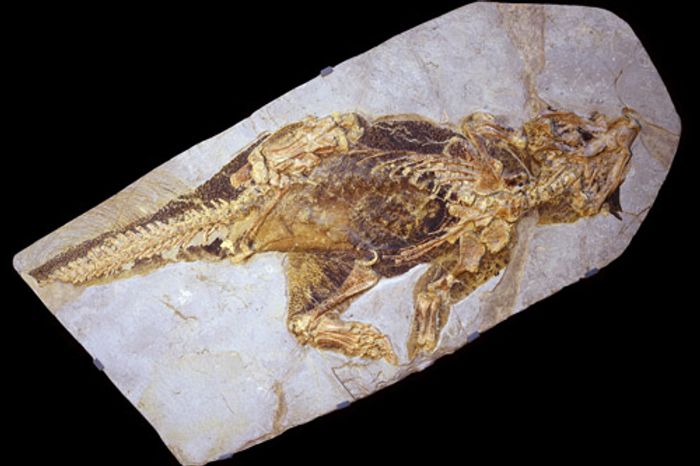 The fossil of the Psittacosaurus.