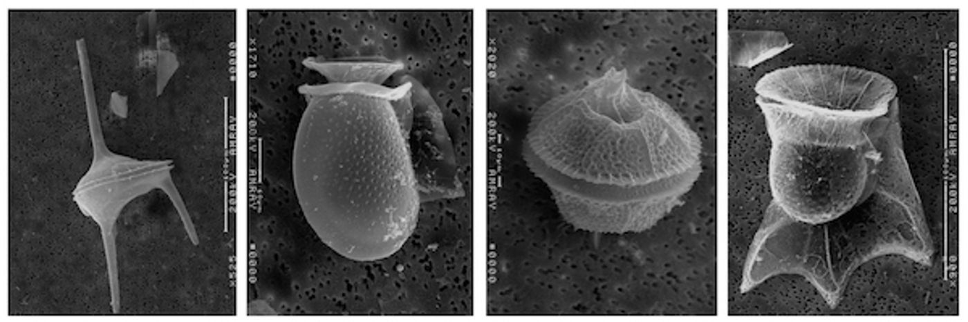 Dinoflagellates / Credit: UMCES