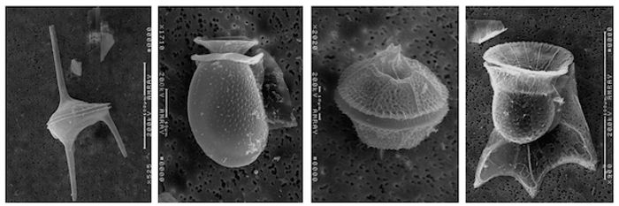 Dinoflagellates / Credit: UMCES