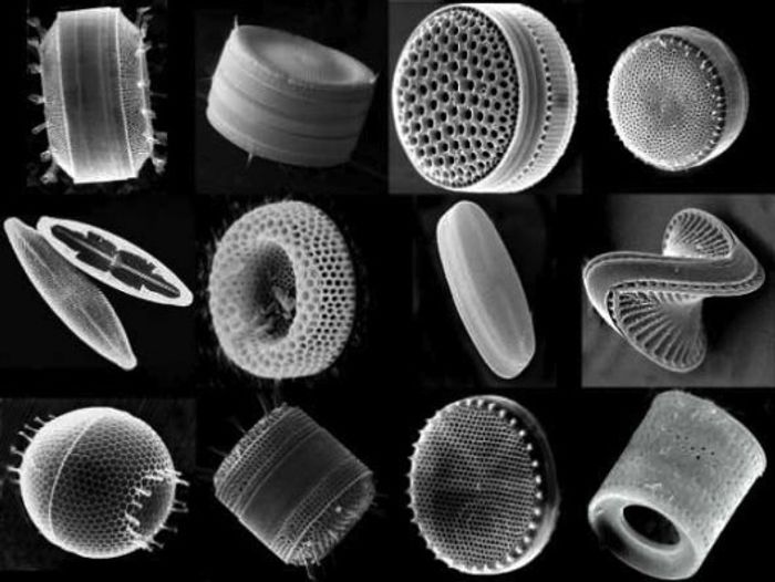 Diatoms, viewed with an electron microscope.