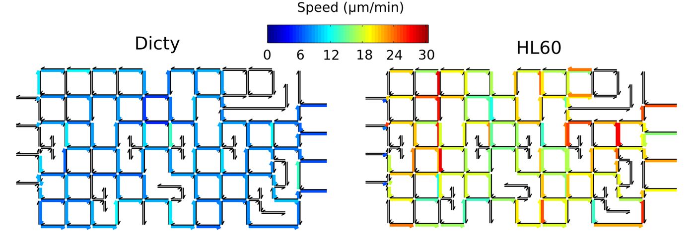 Maps showing the local average speed of cells across each edge in the maze for Dicty (left) and HL60 (right) cells. Edges traveled by less than 5 cells are excluded and shown as black.