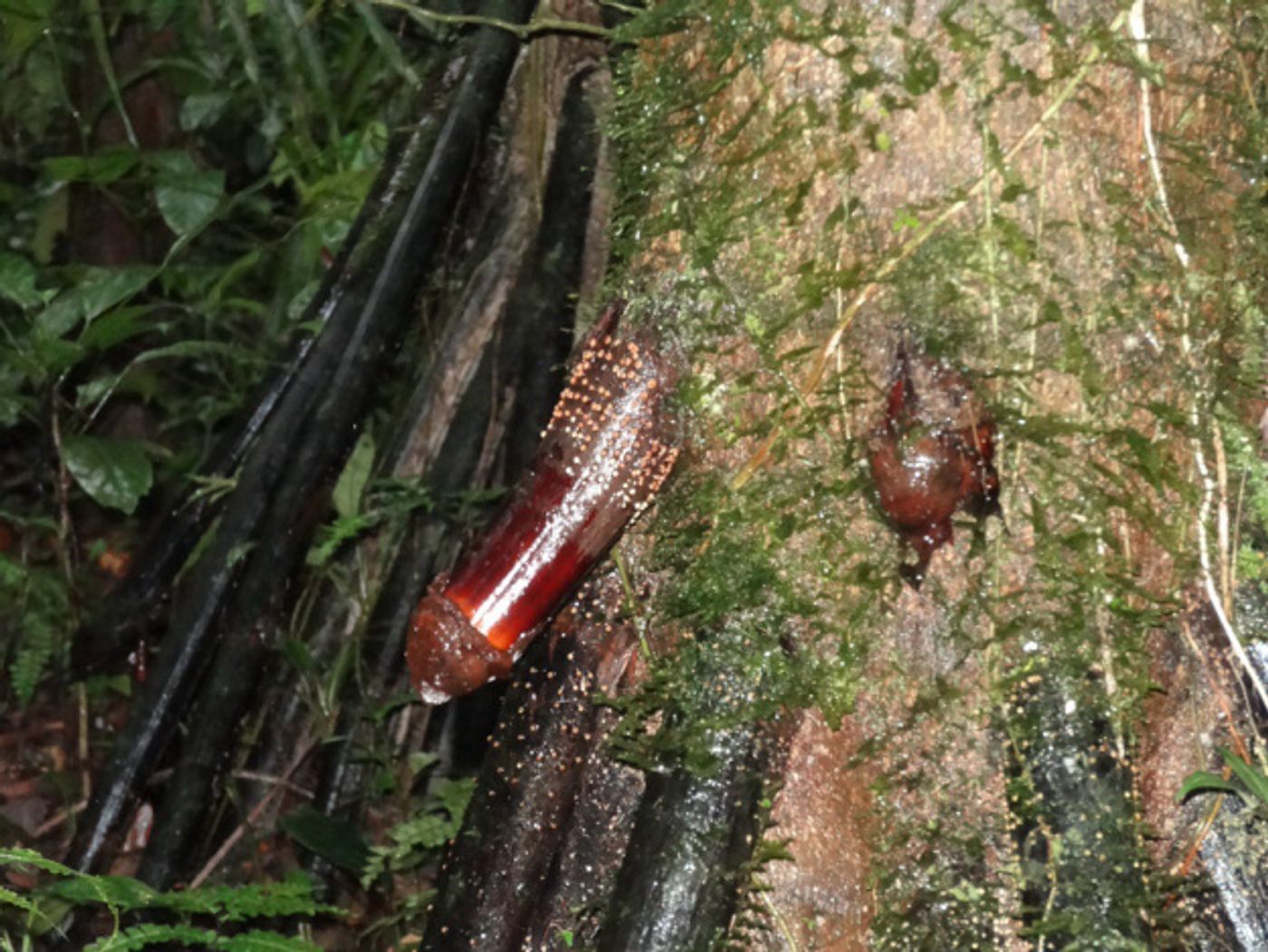 The roots of Iriartea gigantea