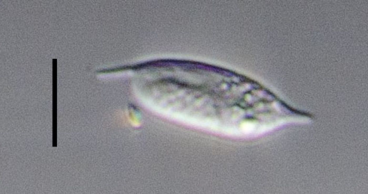 An image of a diplonemid taken at sea; it was isolated for genomic sequencing. / Credit: Patrick Keeling 