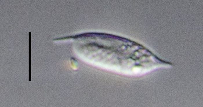 An image of a diplonemid taken at sea; it was isolated for genomic sequencing. / Credit: Patrick Keeling