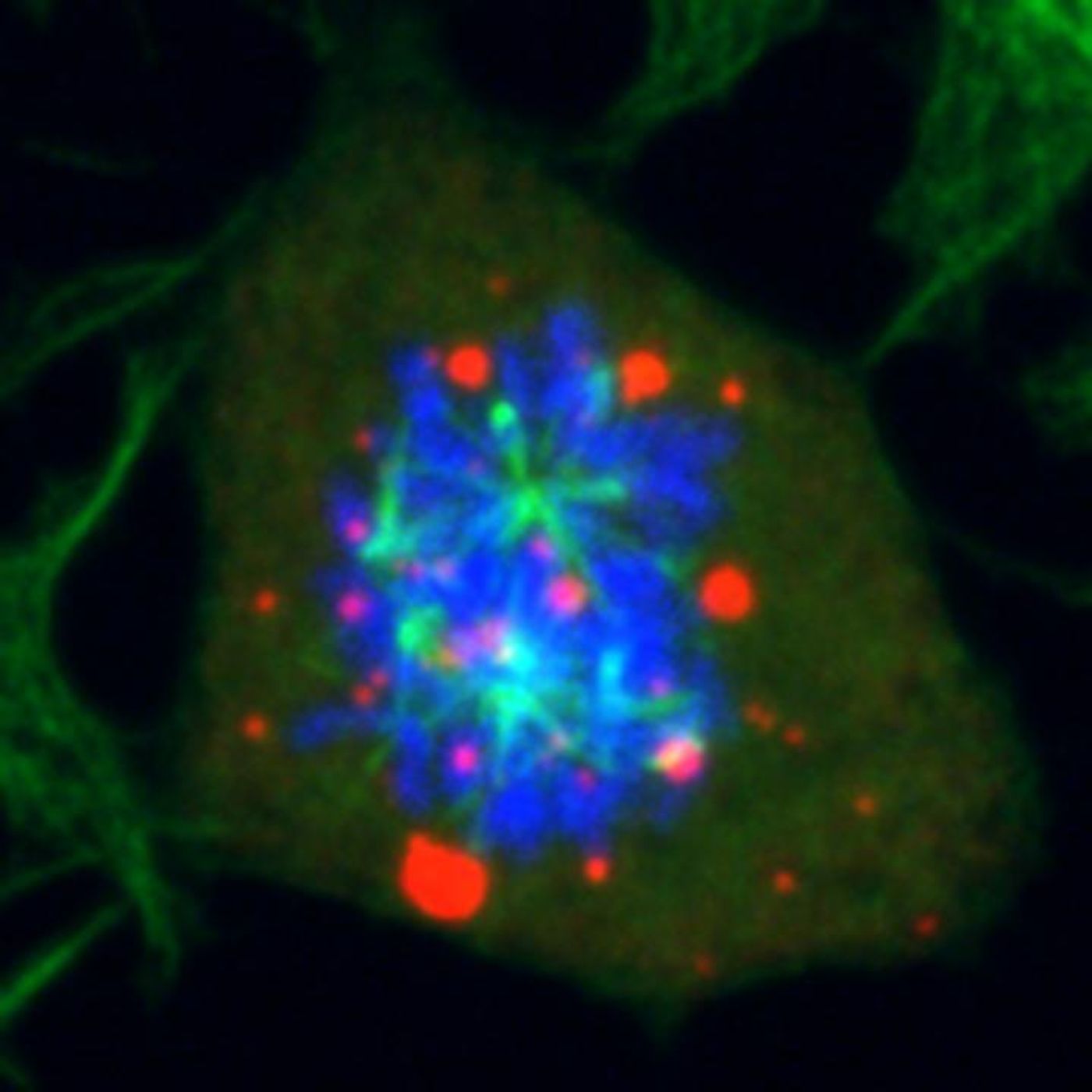 When the enzyme DYRK3 is inhibited, mitotic defects are resulting (red: droplets, green: spindle, blue: DNA).  / Credit: Arpan Rai, UZH