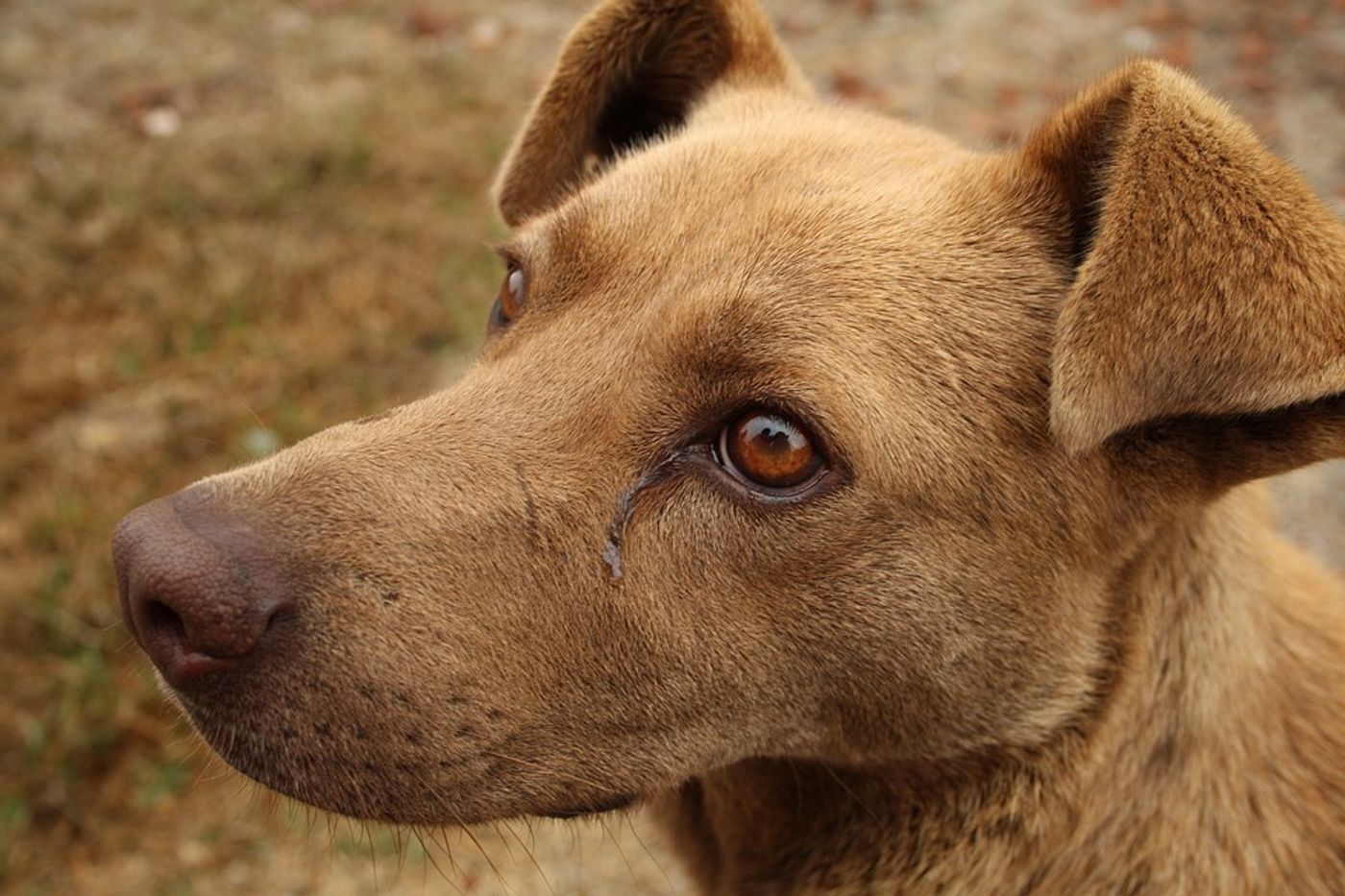 Researchers hope that this vaccine could prevent cancers in dogs. Photo: Pixabay