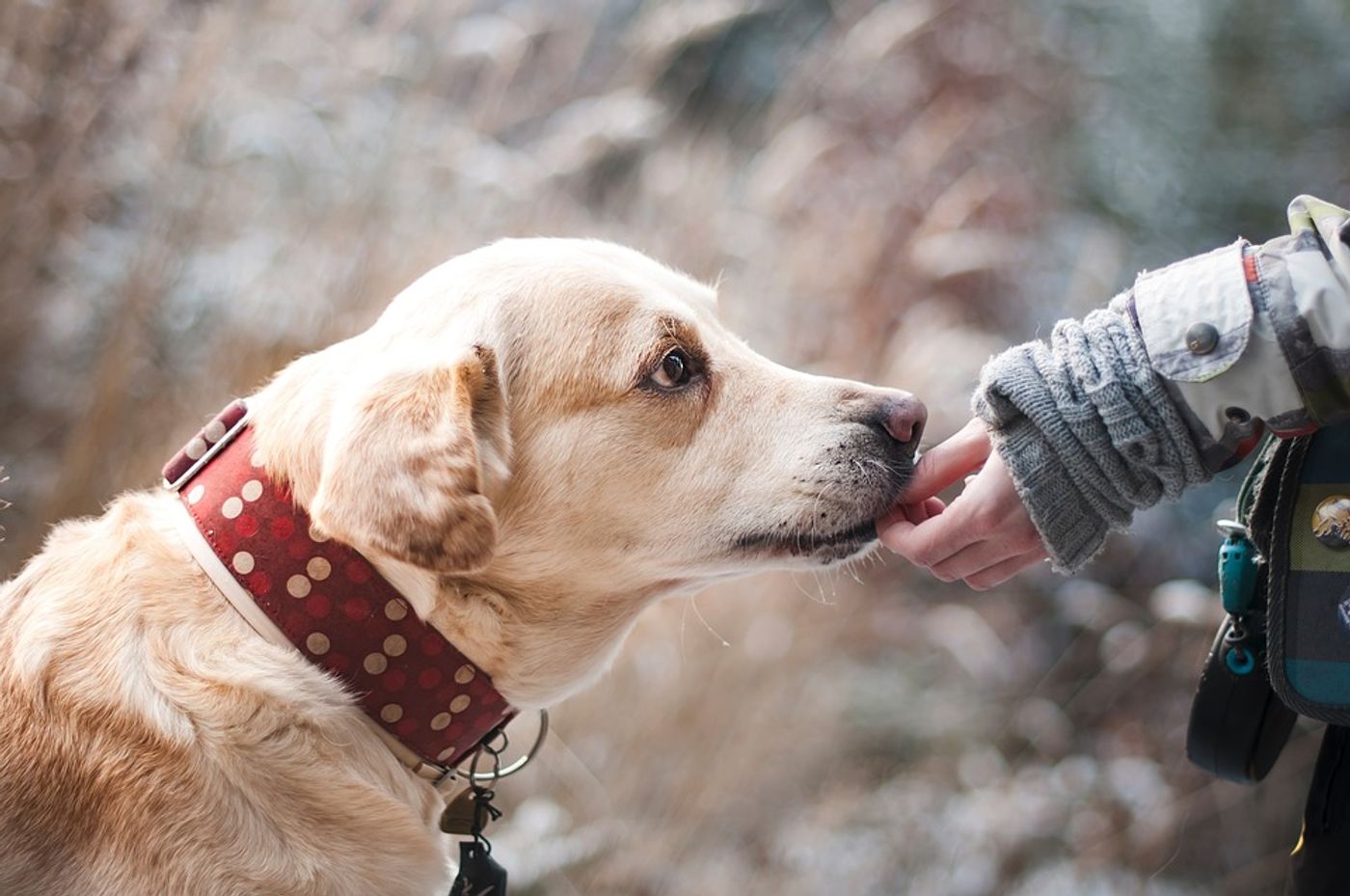 Can a human breast cancer drug save our furry friends? Photo: Pixabay