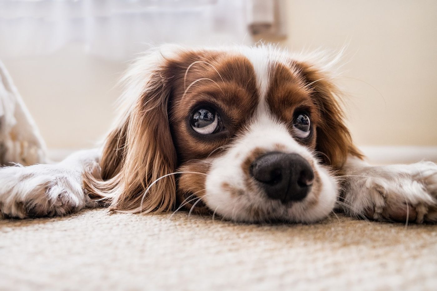 Is this dog giving its owner the puppy eyes on purpose? A new study suggests these faces can be directly linked to human attention.