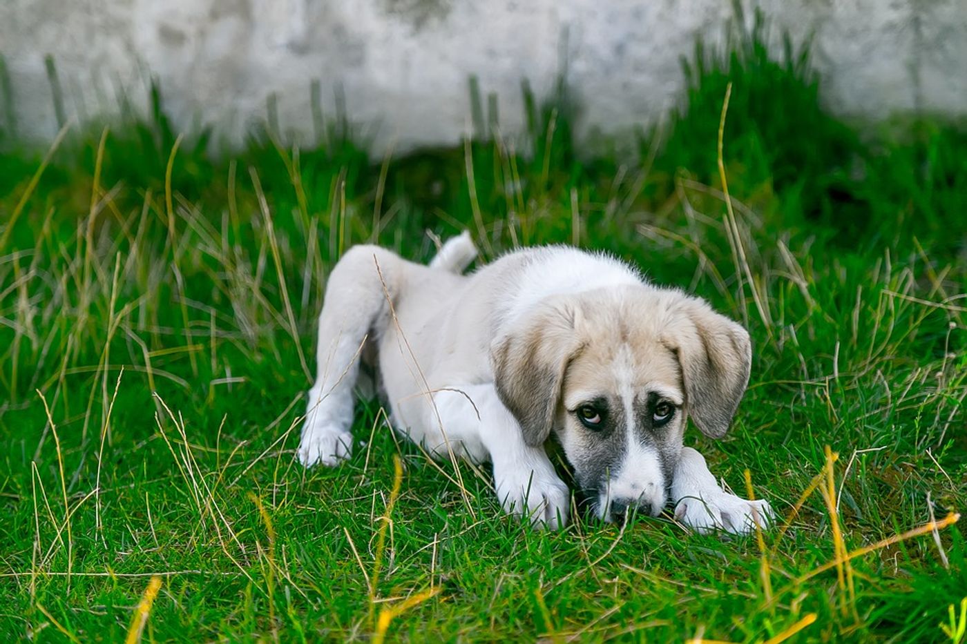 New research suggests the potential of a comparative study of canines and children with osteosarcoma. Photo: Pixabay