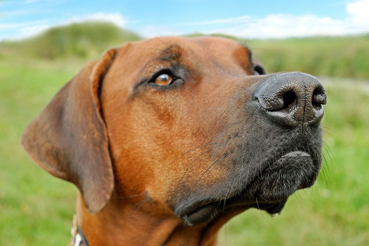 A dog's nose can track scents for long distances, so why aren't we using dogs to help with animal conservation and tracking?