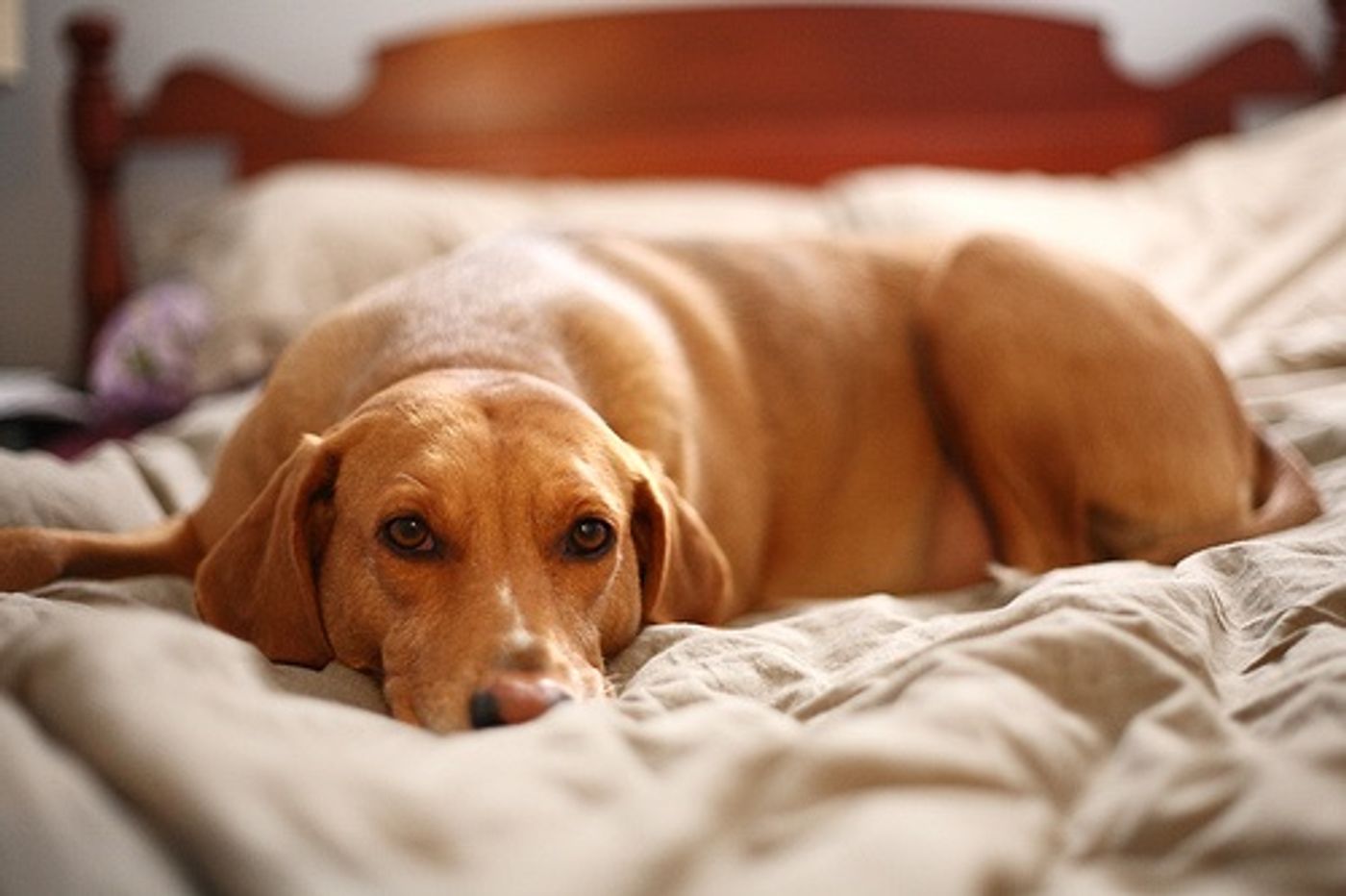 Pets may be beneficial to sleep, depending on who you are, of course.