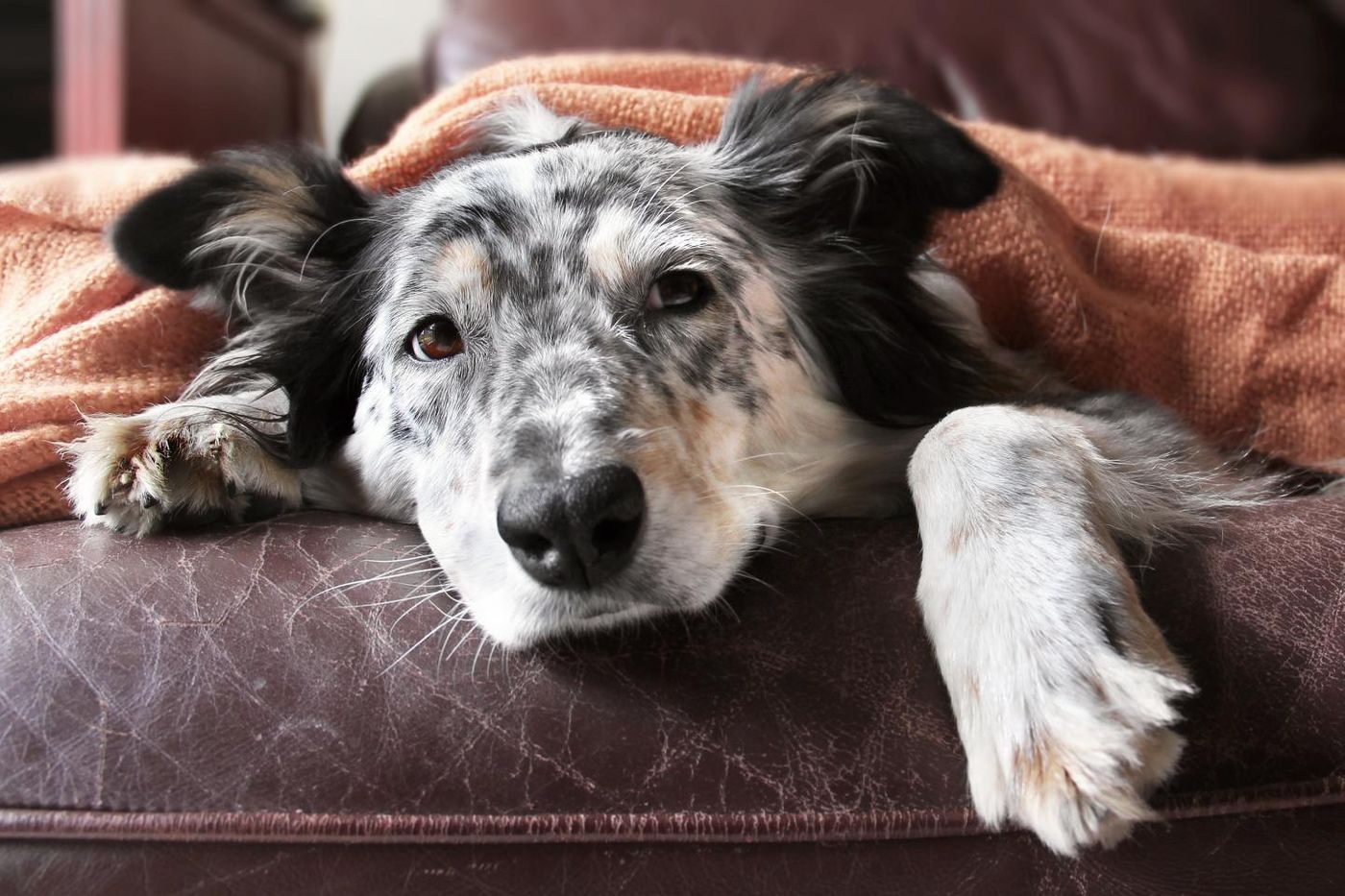 It's that dreaded time of year -- flu season. And we humans aren't the only ones feeling the pain. Dogs can get the flu, too. Scientists have developed, for the first time, two new vaccines for canine influenza. Source: University of Rochester School of Medicine and Dentistry 
